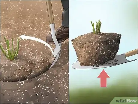 Image titled Cut Dahlia Tubers Step 4