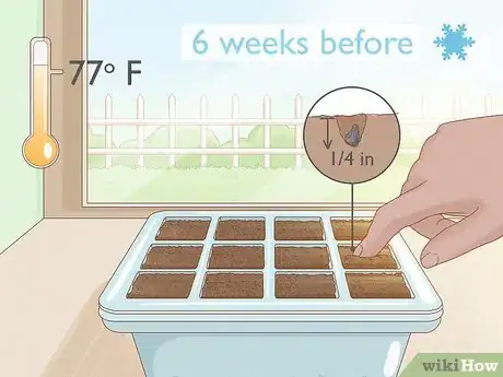 Image titled Grow Leeks Step 2