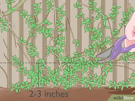 Image titled Prune Gate Vines Step 11