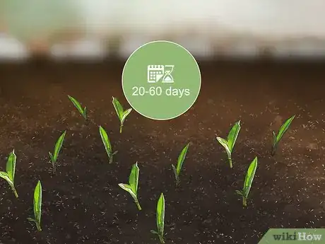 Image titled Plant Liatris Step 5