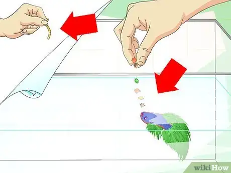 Image titled Make a Female Betta Community Step 4