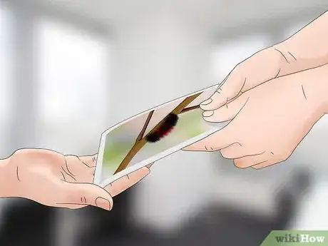 Image titled Identify a Caterpillar Step 10