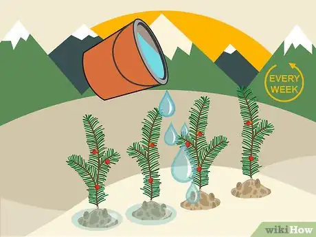 Image titled Plant Yew Step 10