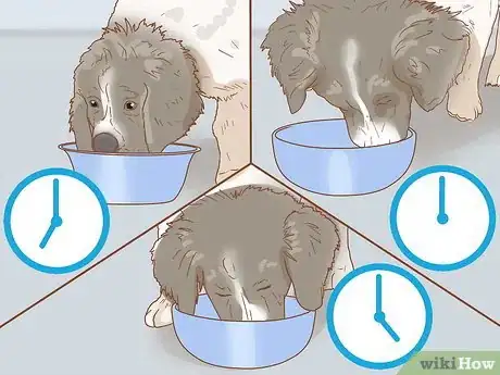 Image titled Raise a Newfoundland Puppy Step 3