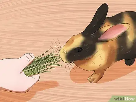 Image titled Care for Harlequin Rabbits Step 7