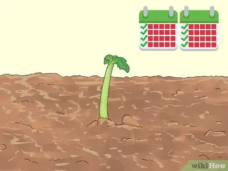 Image titled Grow Agrimony Step 1