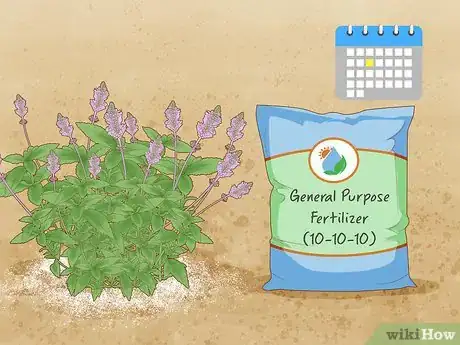 Image titled Grow Salvias Step 10