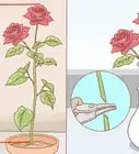 Grow Long Stem Roses at Home