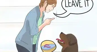 Stop Your Dog from Chewing Things it Shouldn't