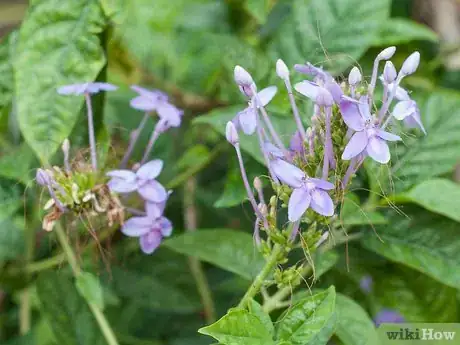 Image titled Make Floral Craft Arrangements Step 13