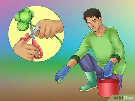 Image titled Grow Chestnut Trees Step 21