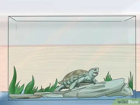 Image titled Buy a Turtle Step 13