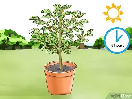 Image titled Grow Kumquat Step 11