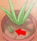 Care for Your Aloe Vera Plant
