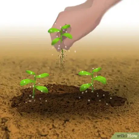 Image titled Grow Organic Lettuce Step 4