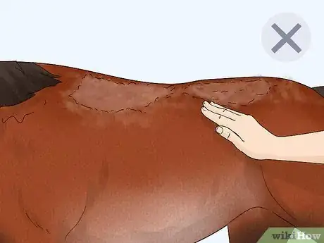 Image titled Prevent Rain Rot in Horses Step 6