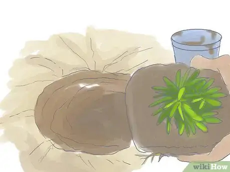 Image titled Grow Butterfly Weed Step 16