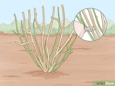 Image titled Prune Blackcurrants Step 4