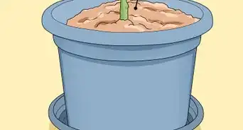 Prune Patio Tomatoes