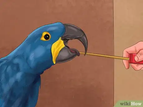 Image titled Care for a Hyacinth Macaw Step 13