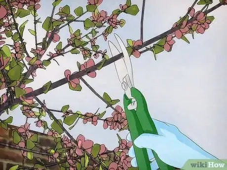 Image titled Grow Flowering Dogwood Step 15