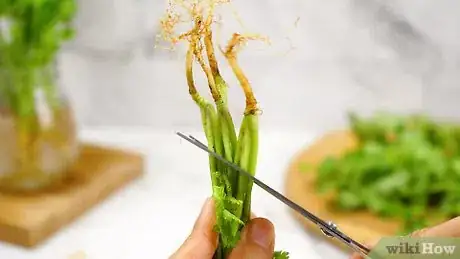 Image titled Keep Cilantro Fresh Step 7