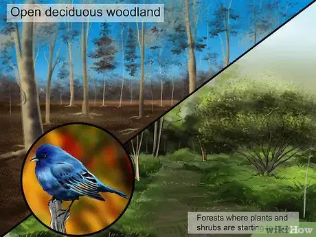 Image titled Identify an Indigo Bunting Step 1