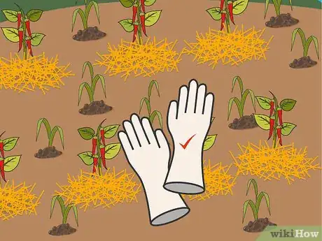 Image titled Grow Hot Peppers Step 20