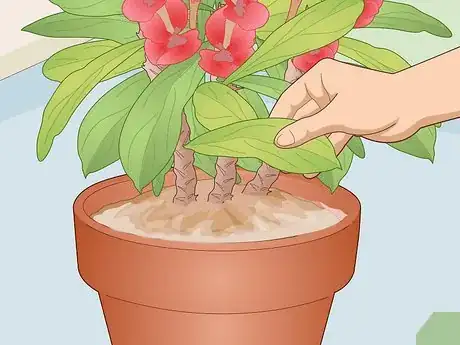 Image titled Care for a Crown of Thorns Step 8