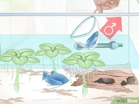 Image titled Breed Blue Gouramis Step 11