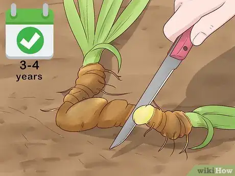 Image titled Grow Orris Root Step 10