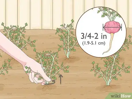 Image titled Grow Maca Step 16