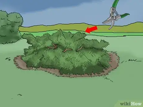 Image titled Prune a Juniper Tree Step 7