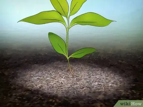 Image titled Grow Flowering Dogwood Step 11