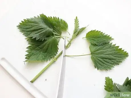 Image titled Eat Stinging Nettles Step 1