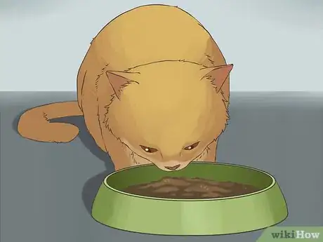 Image titled Travel with a Cat Step 9