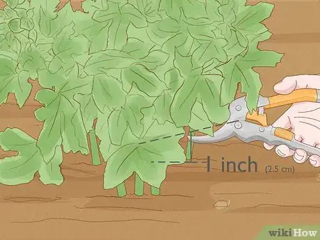 Image titled Prune Hollyhocks Step 6