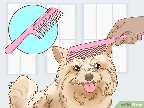 Image titled Groom a Yorkie Pomeranian Mix Step 3