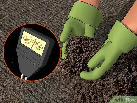 Image titled Grow Valerian Step 5