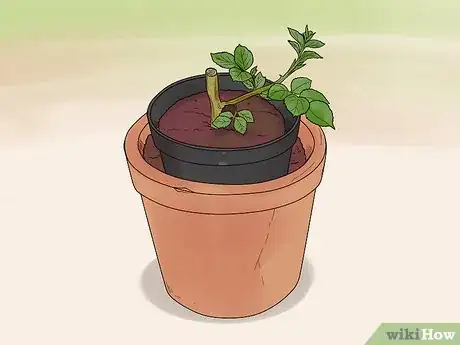 Image titled Grow Roses in Containers Step 3