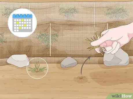 Image titled Grow Maca Step 14