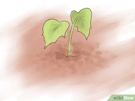 Image titled Grow Sweet Potatoes Step 17