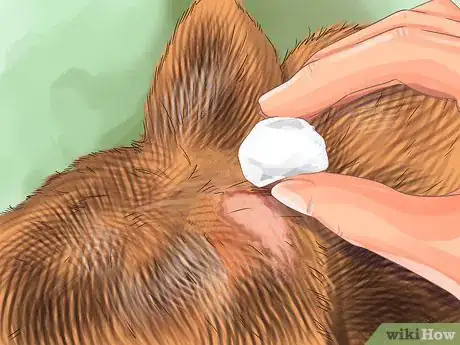 Image titled Collect Bodily Fluid Samples from a Cat Step 6