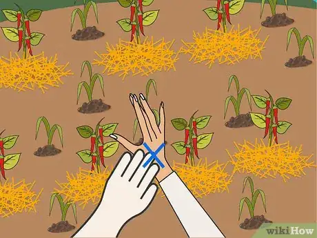 Image titled Grow Hot Peppers Step 21