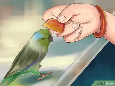 Image titled Care for a Pacific Parrotlet Step 12
