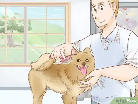 Image titled Groom a Yorkie Pomeranian Mix Step 2