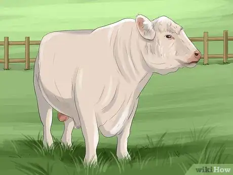 Image titled Identify Shorthorn Cattle Step 9