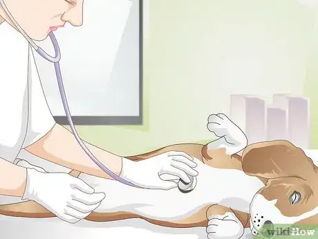 Image titled Deal with Excessive Licking in Older Dogs Step 3