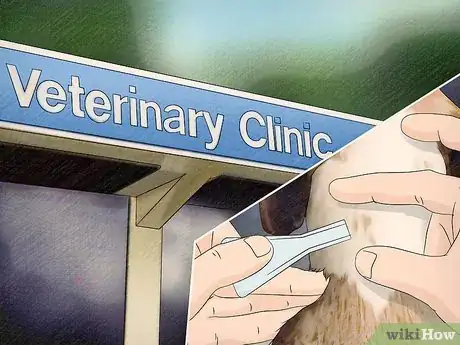 Image titled Protect Dogs from Poisonous Insects Step 10