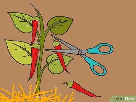 Image titled Grow Hot Peppers Step 22